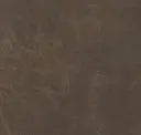 Bison