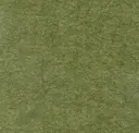 Moss