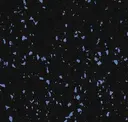 Buff Blue 10