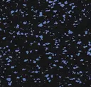 Buff Blue 20