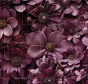 Noir - Plum