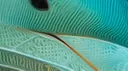 Dolphins