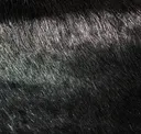 Black Silverdust