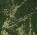 Hooker's Green