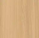 Eastern Elm