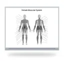 Female Muscular Anatomy Grey