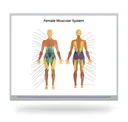 Female Muscular Anatomy Multi