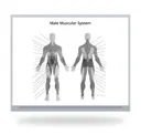 Male Muscular Anatomy Grey