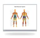 Male Muscular Anatomy Multi