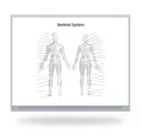 Skeletal Anatomy Grey