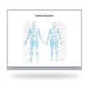 Skeletal Anatomy Multi