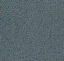 Blue Spruce