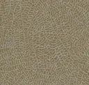 Elm Bark