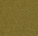 Golden Ilex